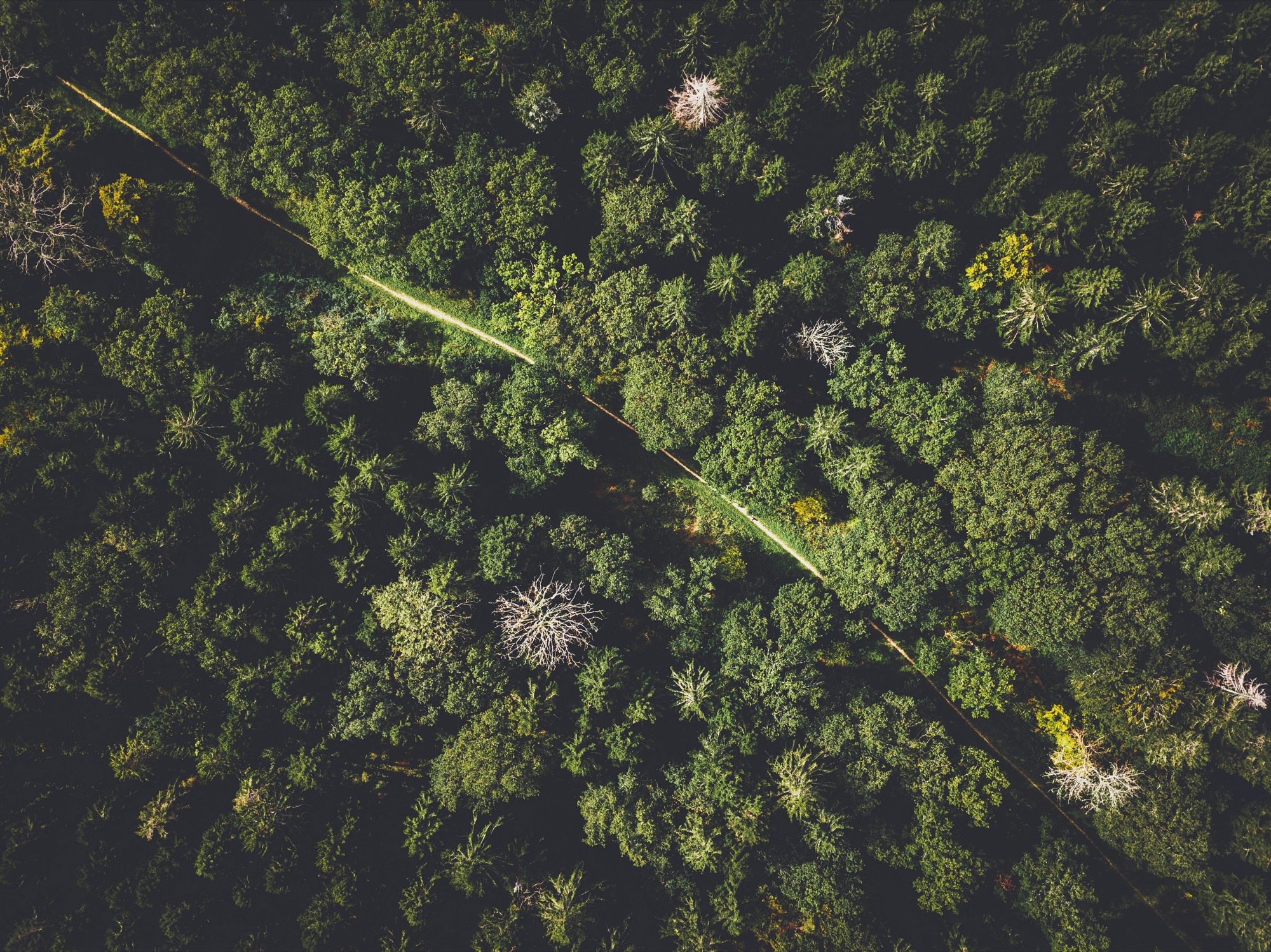Vue d'une forêt en drone